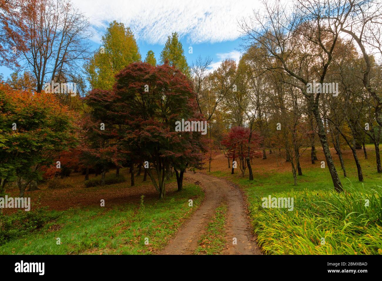Red colored trees in hi-res stock photography and images - Alamy