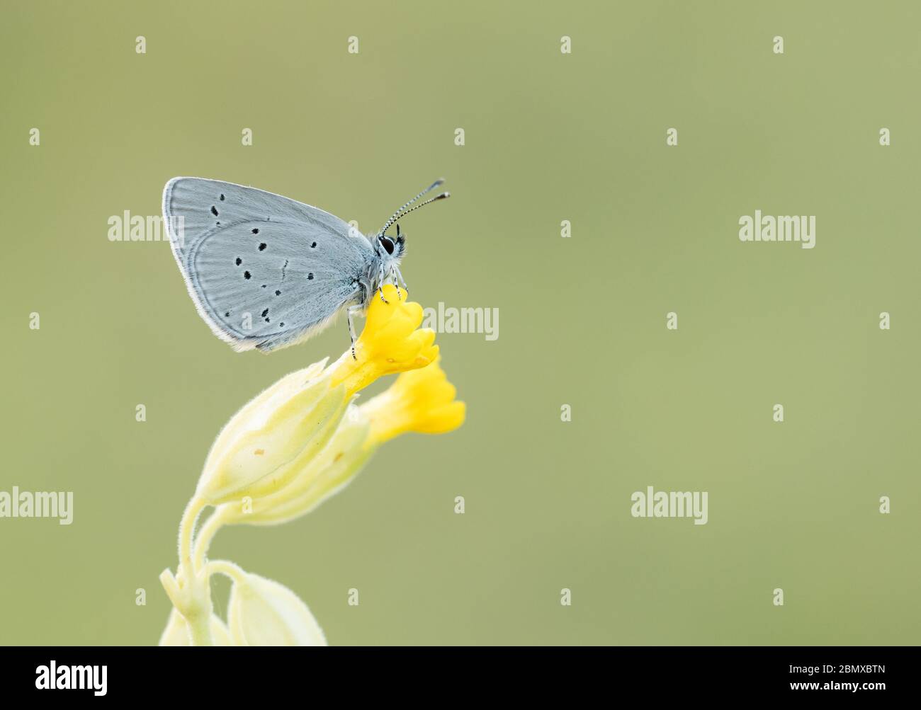 Small Blue butterfly (Cupido Minimus) roosting on a flowerhead, taken on Cleeve Hill, Cheltenham, Gloucestershire, UK Stock Photo