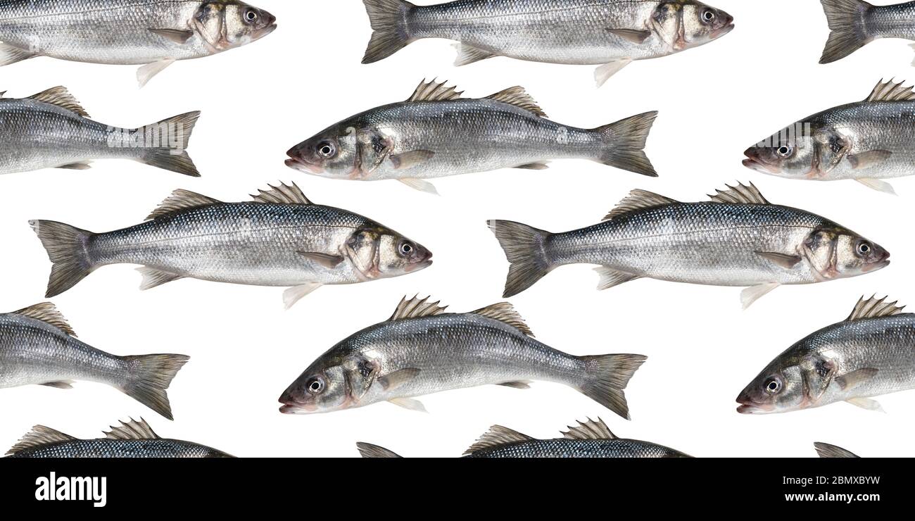 Fish seamless pattern, fresh sea bass isolated on white background Stock Photo