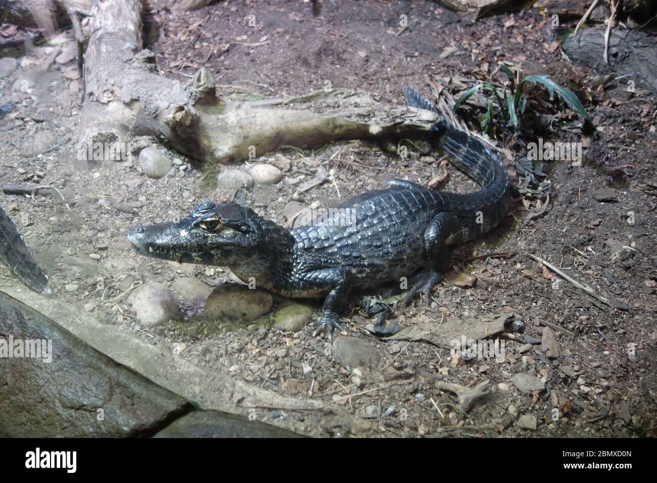 Tropical world leeds zoo hires stock photography and images Alamy