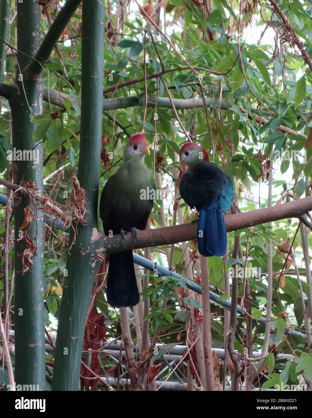 A pair of Red Crested Turaco birds (Tauraco erythrolophus) at Tropical World Zoo in Leeds, West Yorkshire. Stock Photo