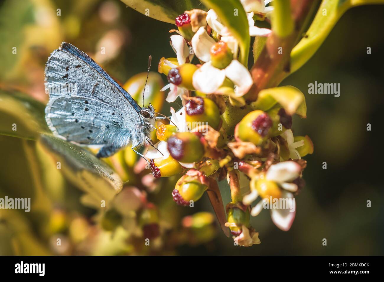 Female small blue butterfly offically called cupido minimus Stock Photo ...