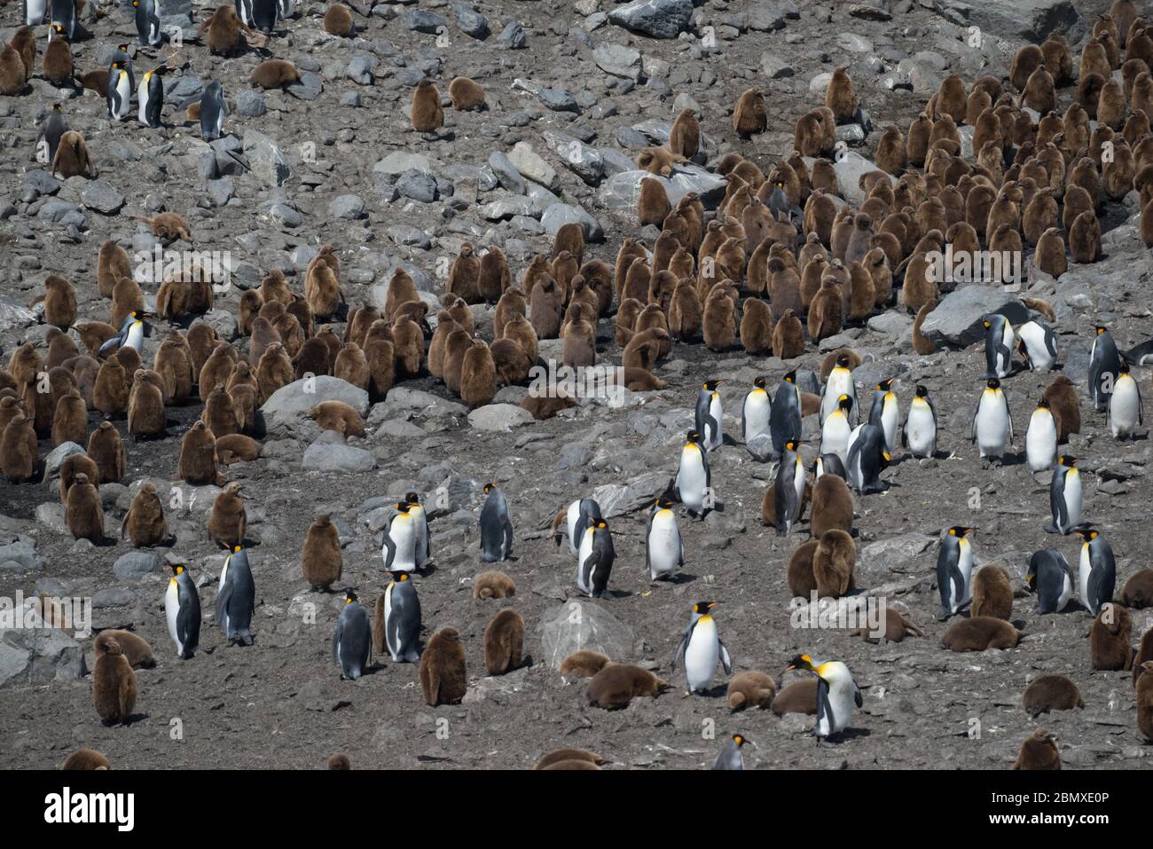 King Penguins And Their Young Brown Fluffy Baby Penguins Stock Photo Alamy