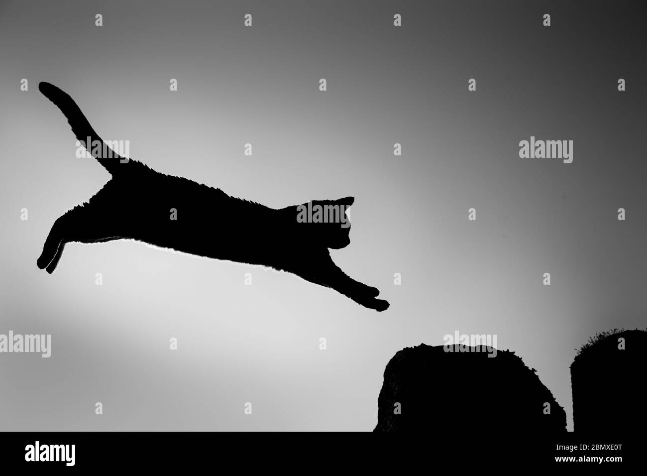 A silhouette of a cat leaping through the air Stock Photo