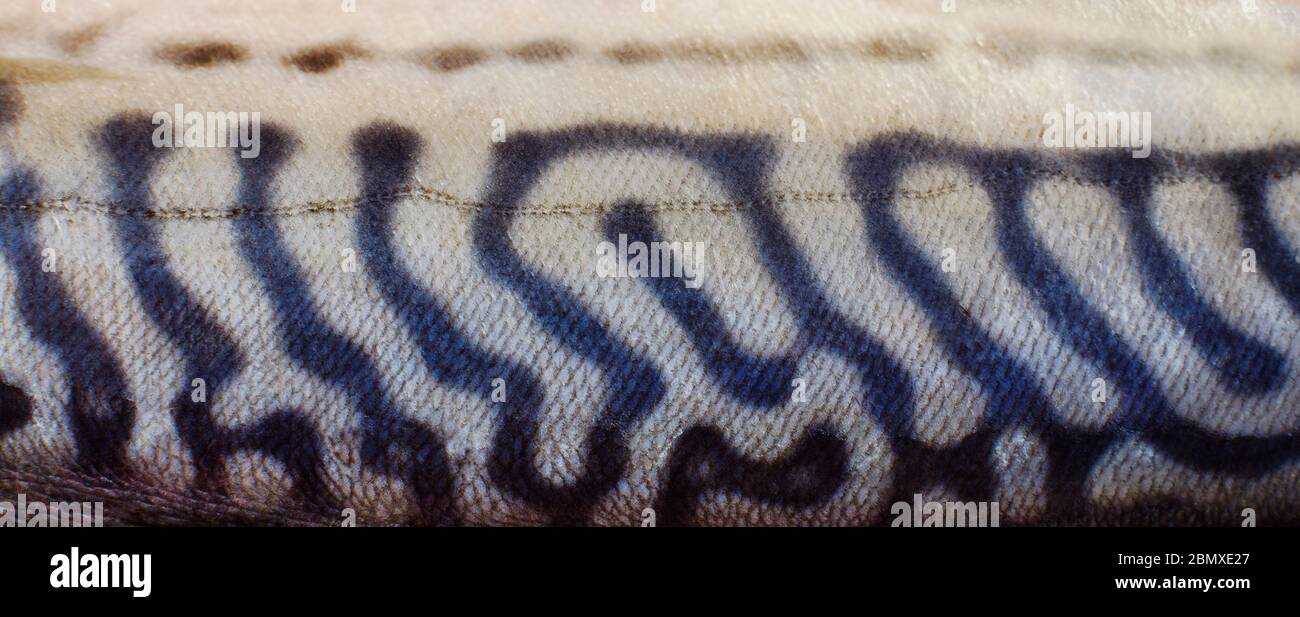 Close up of mackerel skin Stock Photo Alamy