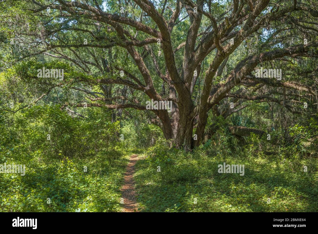 A hikers path through the woods under a Live Oak Tree. Part of the Florida trail / Cross Florida Greenway. Dunnellon Florida. Marion County. Beutiful Stock Photo