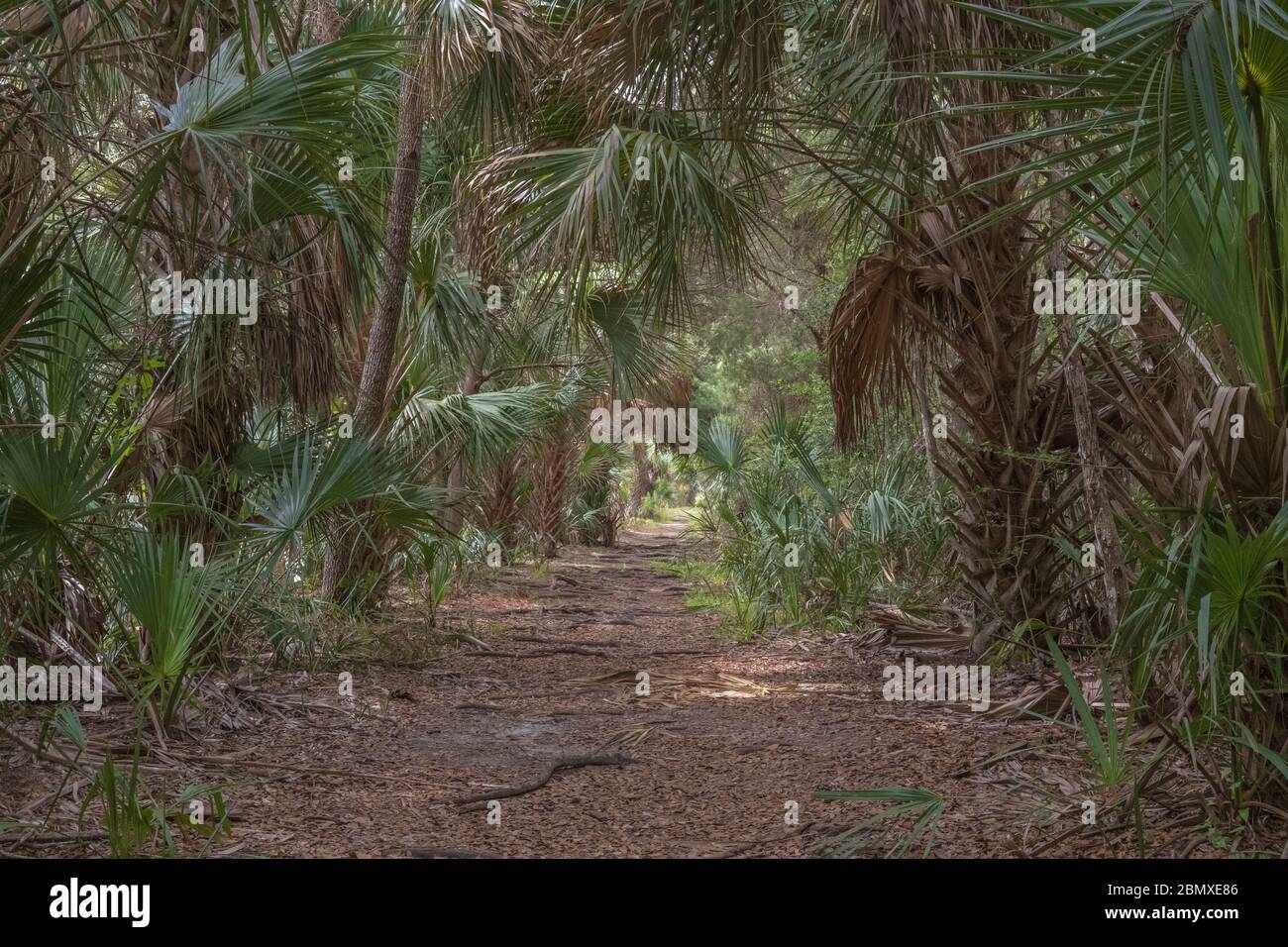 Tropical hiking trail at Crystal River Preserve State Park. Crystal River Florida. Various palms along a scenic path. Stock Photo