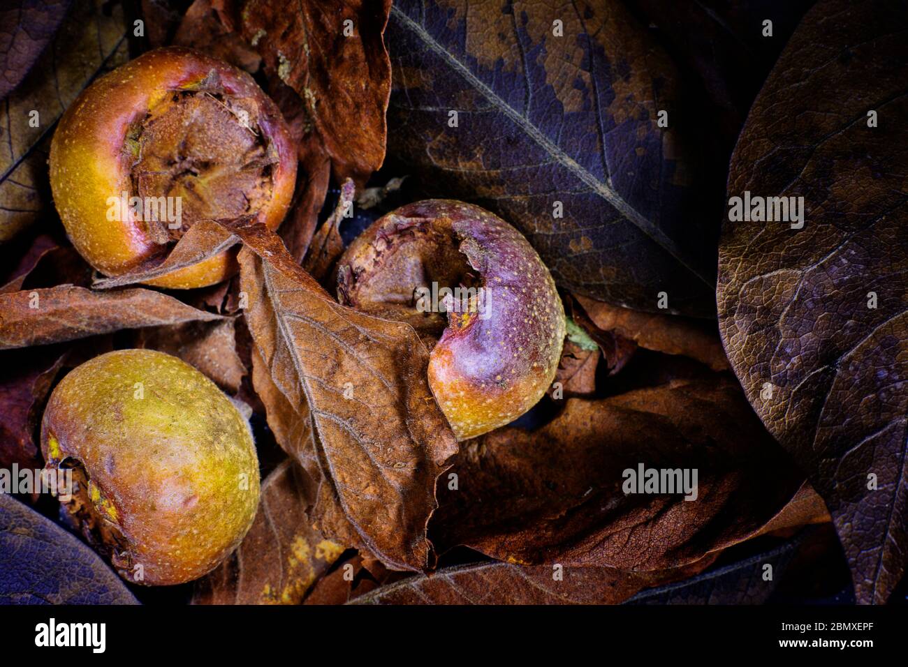 medlar fruit Stock Photo