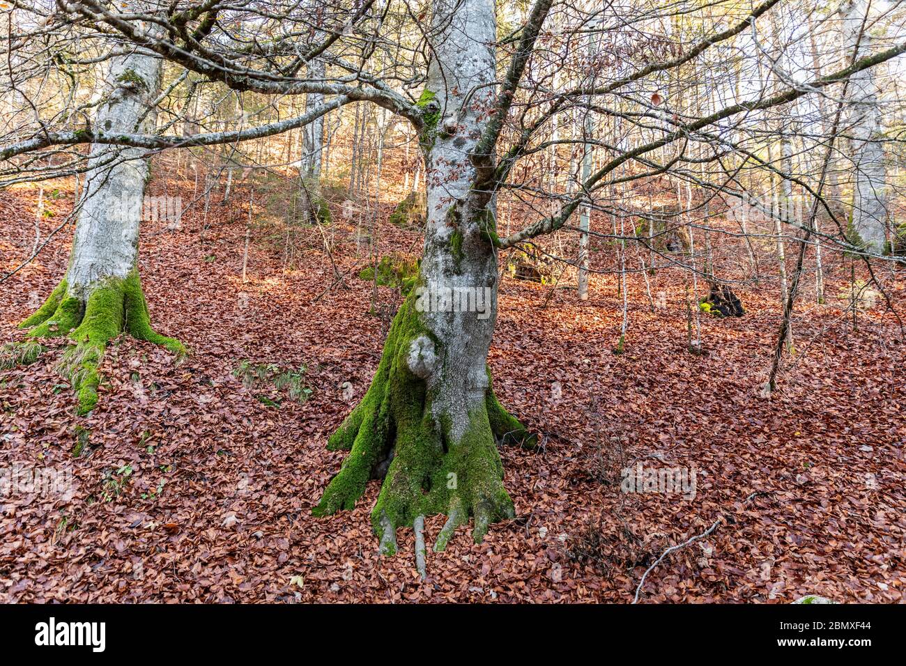 Shrub without leaves hi-res stock photography and images - Alamy