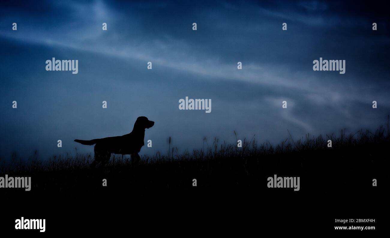 A silhouette of a dog with a dreamlike sky Stock Photo