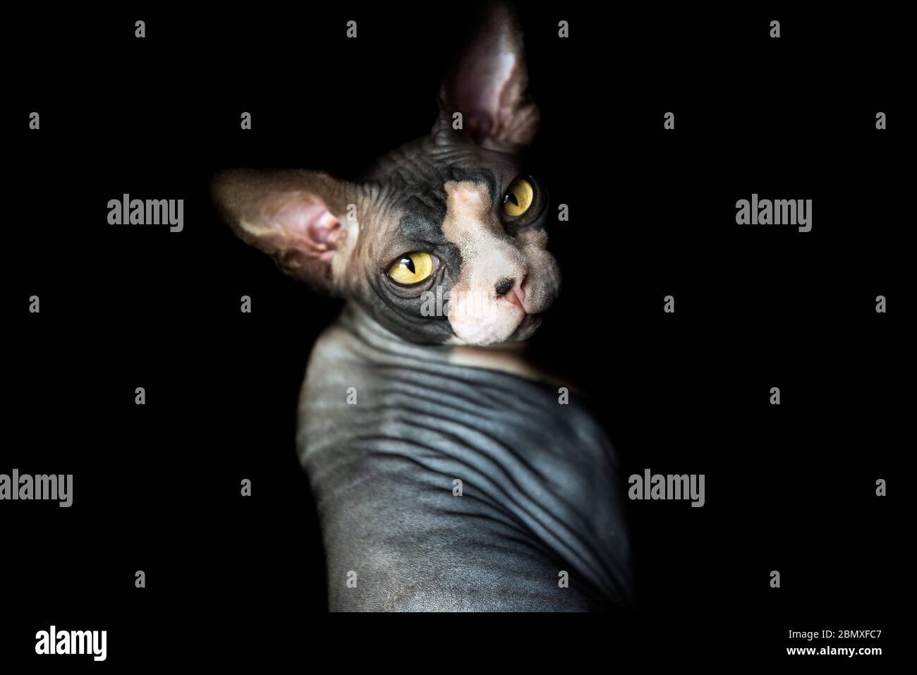 Black and white hairless Sphynx cat isolated on a black background ...