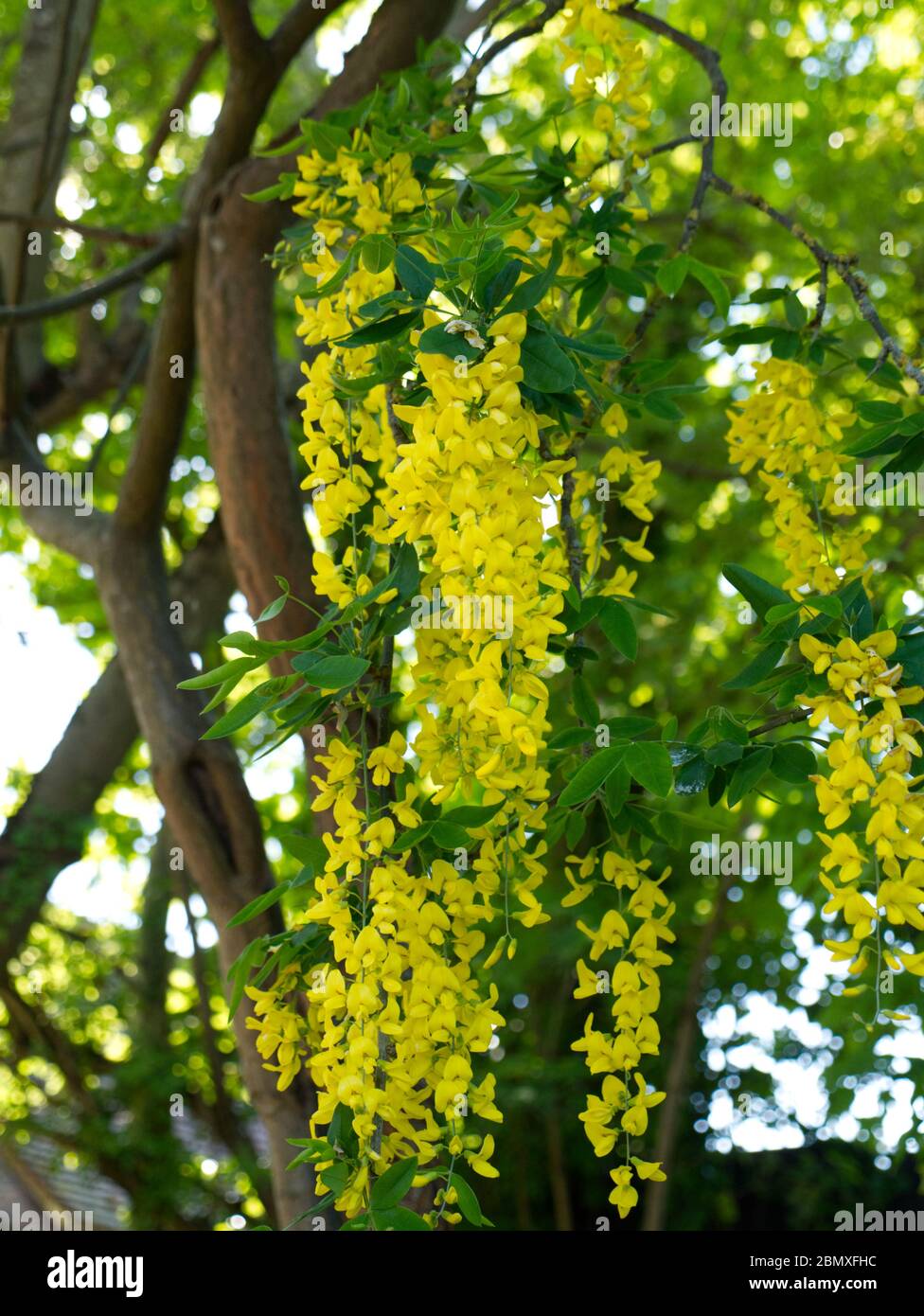 Imposing Laburnum Tree with bright yellow cluster flowers in the