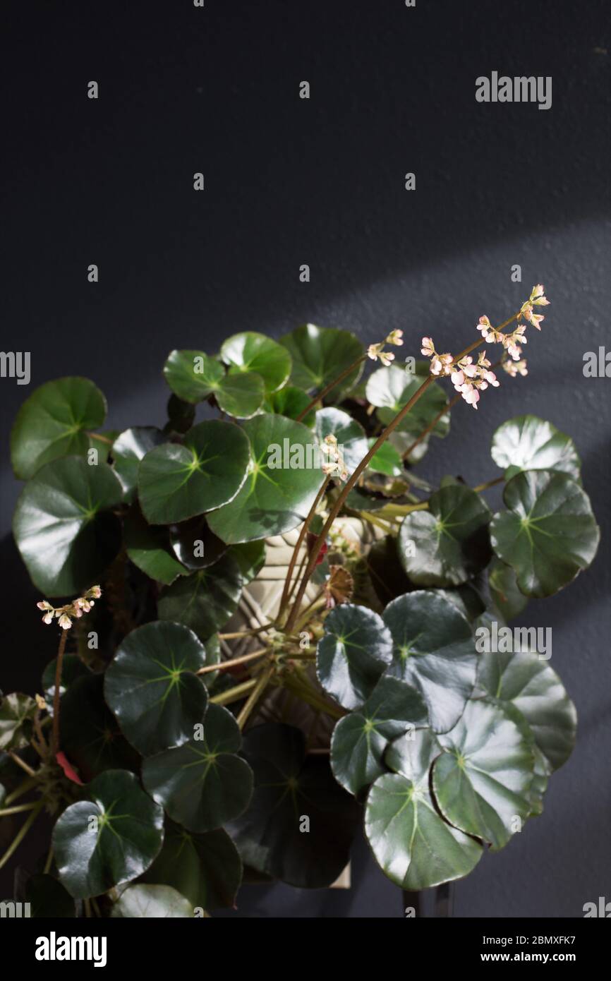 Flowering begonia 'erythrophylla'. Stock Photo