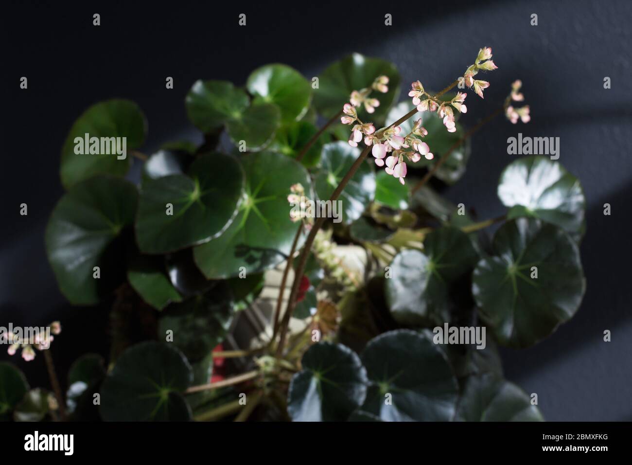 Flowering begonia 'erythrophylla'. Stock Photo