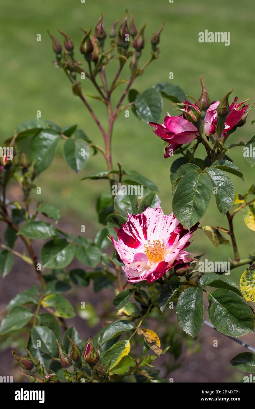 Rosa fourth of july hi-res stock photography and images - Alamy