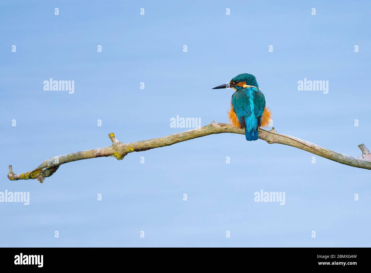Rear view close up of wild UK kingfisher bird (Alcedo atthis) isolated on branch over water, looking left. British birds, kingfishers. Stock Photo