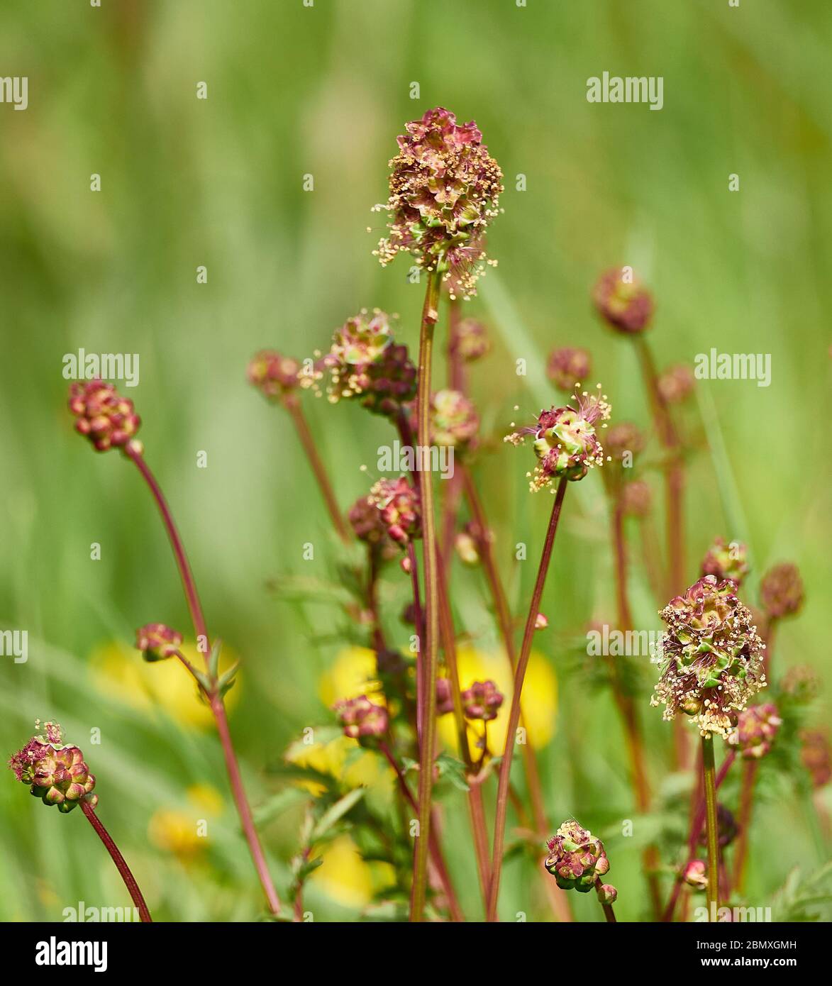 Fodder Burnet Poterium polygamum or sanguisorbum growing at the edge of open grassland in Somerset UK Stock Photo