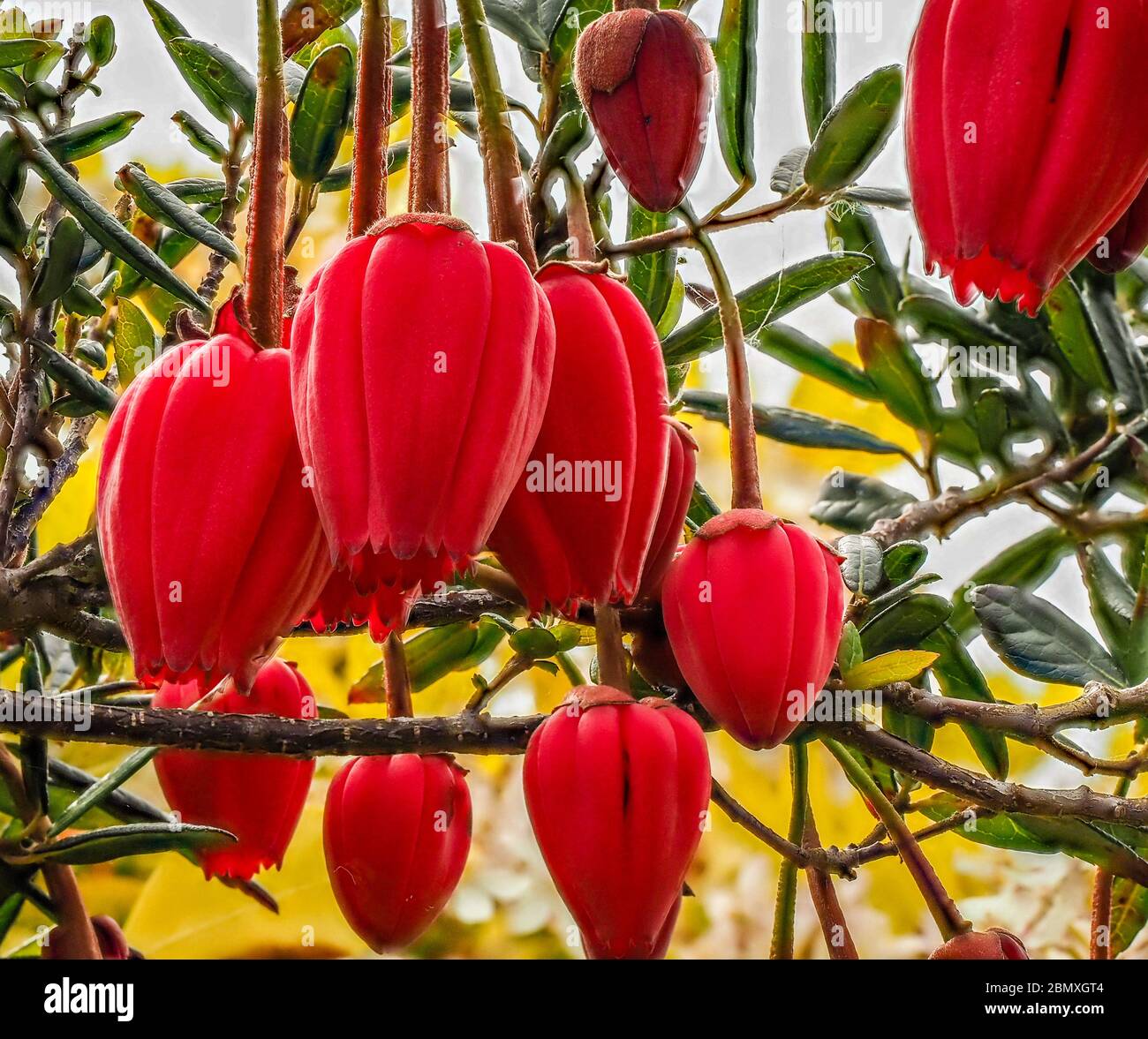Flowers of the Chilean Lantern Tree Crinodendron hookerianum growing in an English garden in Somerset UK Stock Photo