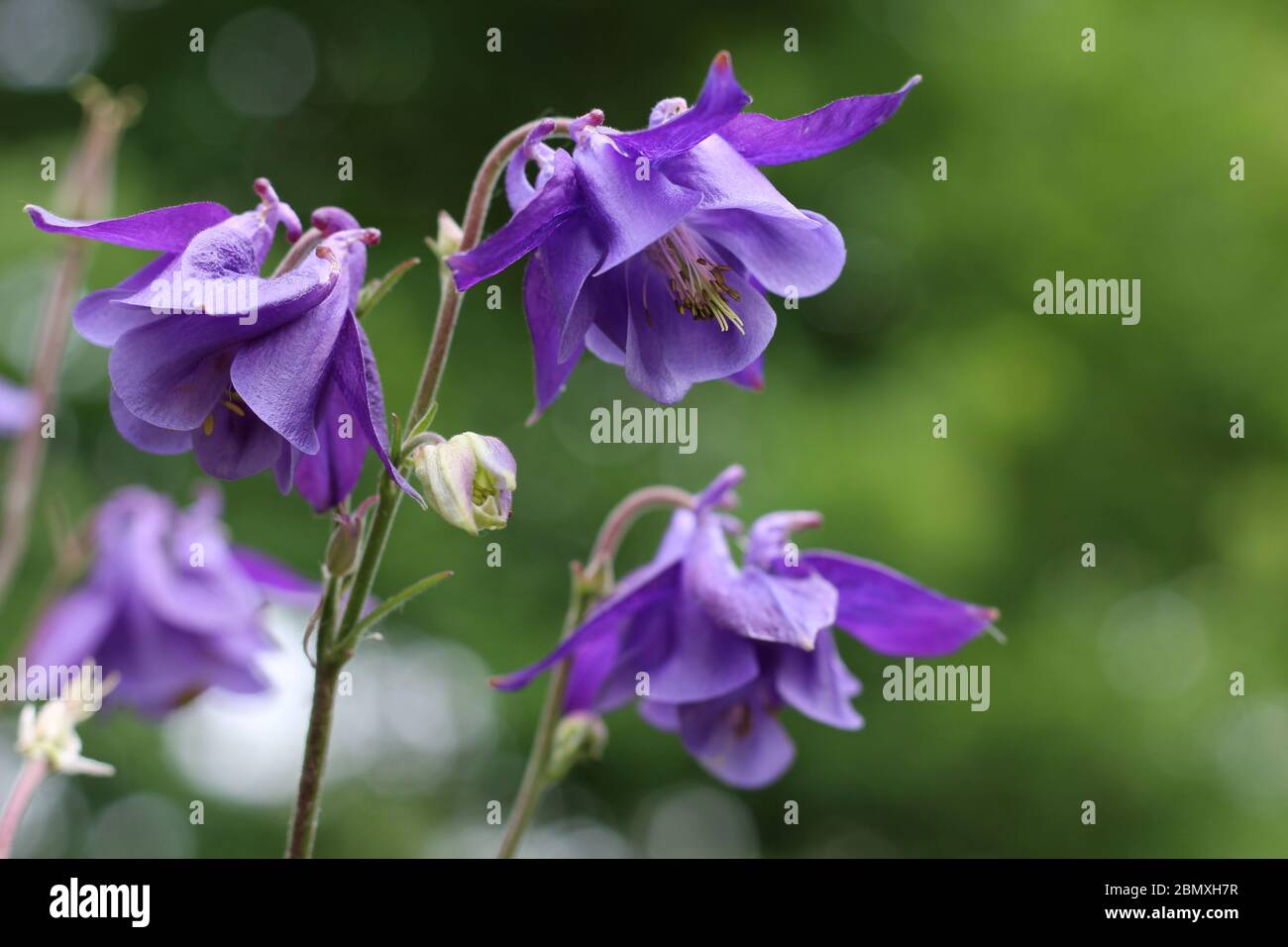 The beautiful bright purple flowers of Aquilegia vulgaris close up in a natural outdoor setting with green bokeh background. Copyspace to right. Stock Photo