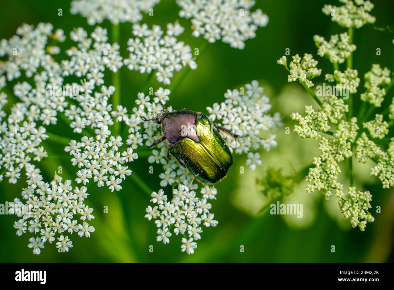 Cockchafer on flowers in the park, enjoying a sunny day Stock Photo