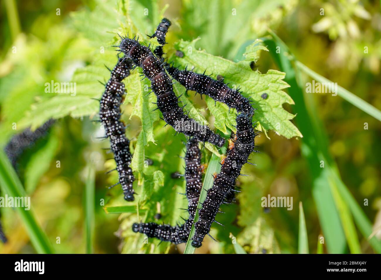Black Fuzzy Caterpillar With White Spots Buy Shop | www.pinnaxis.com