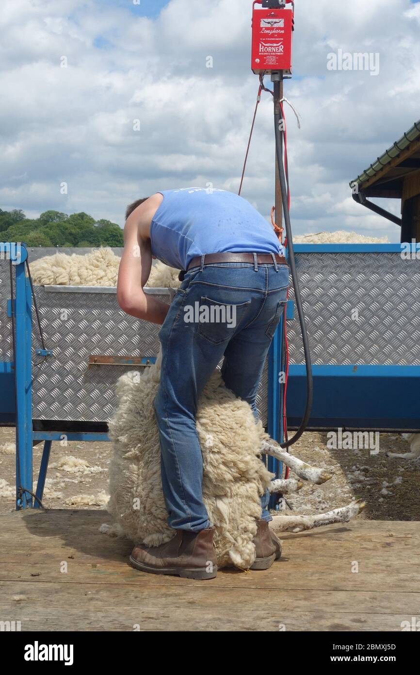 Sheep being sheared in shearing hi-res stock photography and images - Alamy