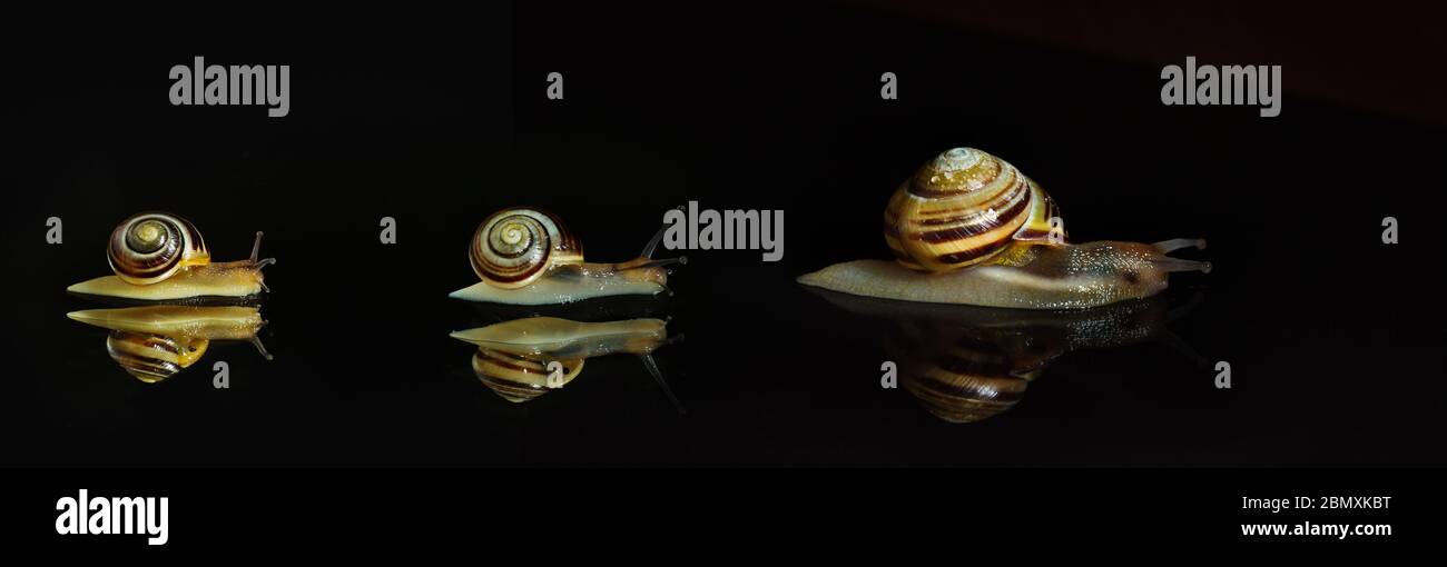 Three snails on a mirror Stock Photo