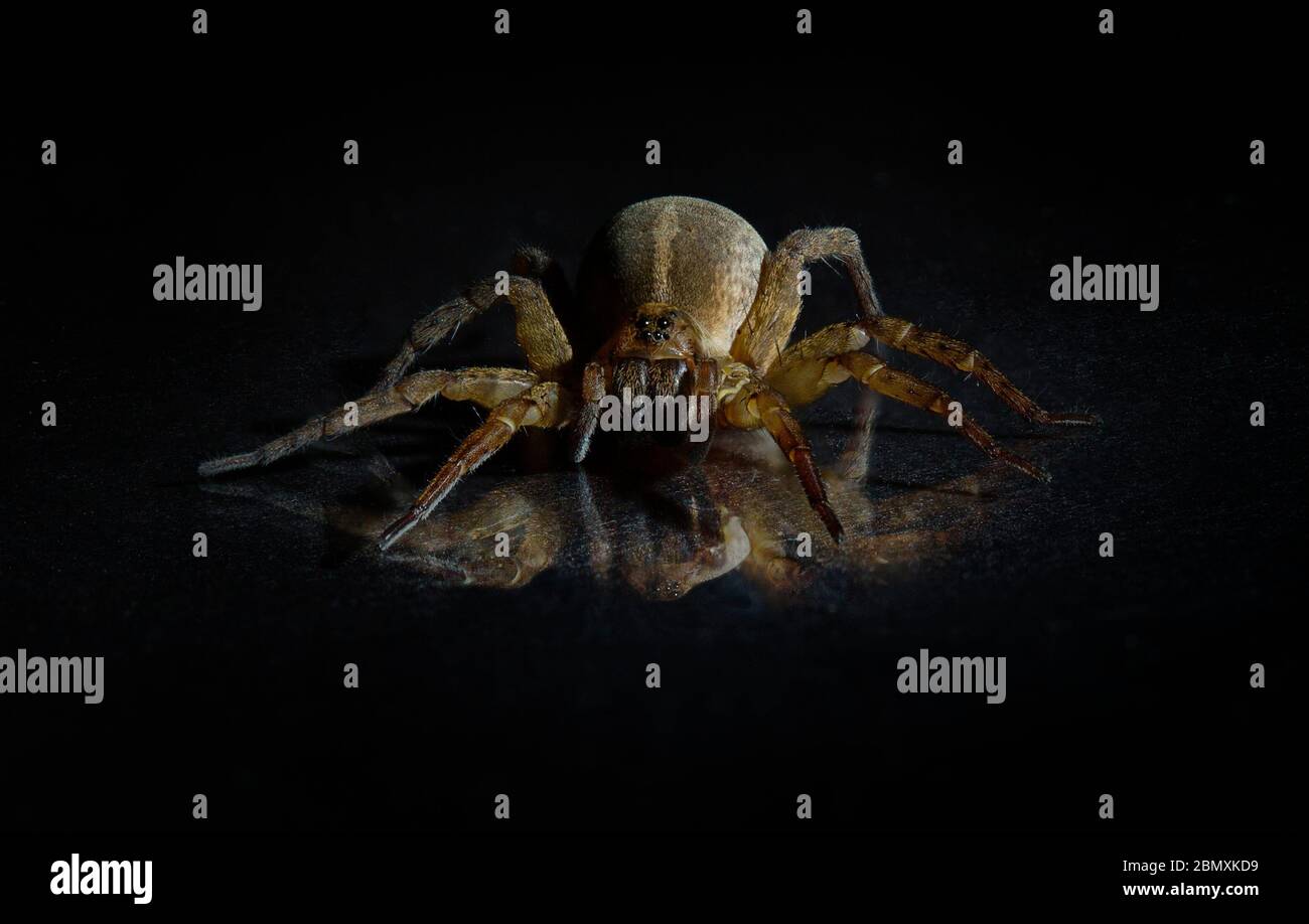 Rustic Wolf Spider Trochosa ruricola Stock Photo