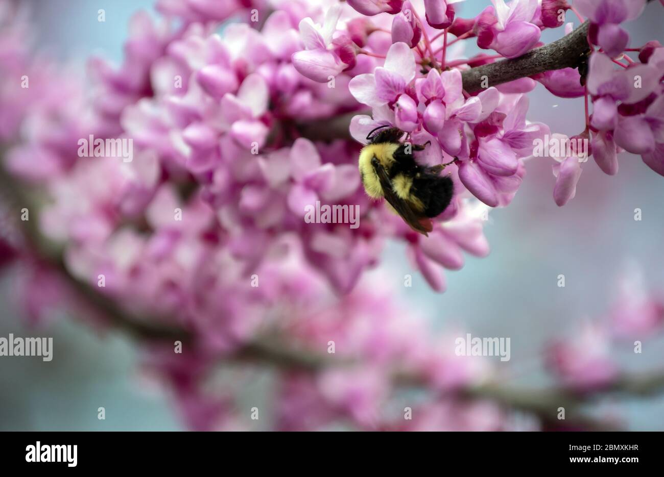 Beautiful red bud tree blooms quickly attract the busy bumble bees as they gather pollen in Missouri. Bokeh. Stock Photo