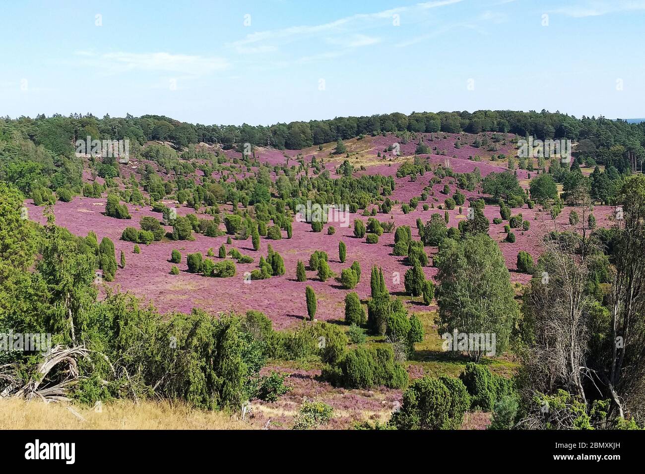 Totengrund with heath and juniper trees in the Lueneburger Heide, Germany Stock Photo