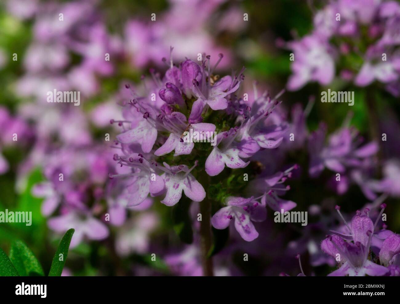 Close-up of Broad-leaved Thyme, Lemon thyme, thymus pulegioides, in bloom on blurred background Stock Photo