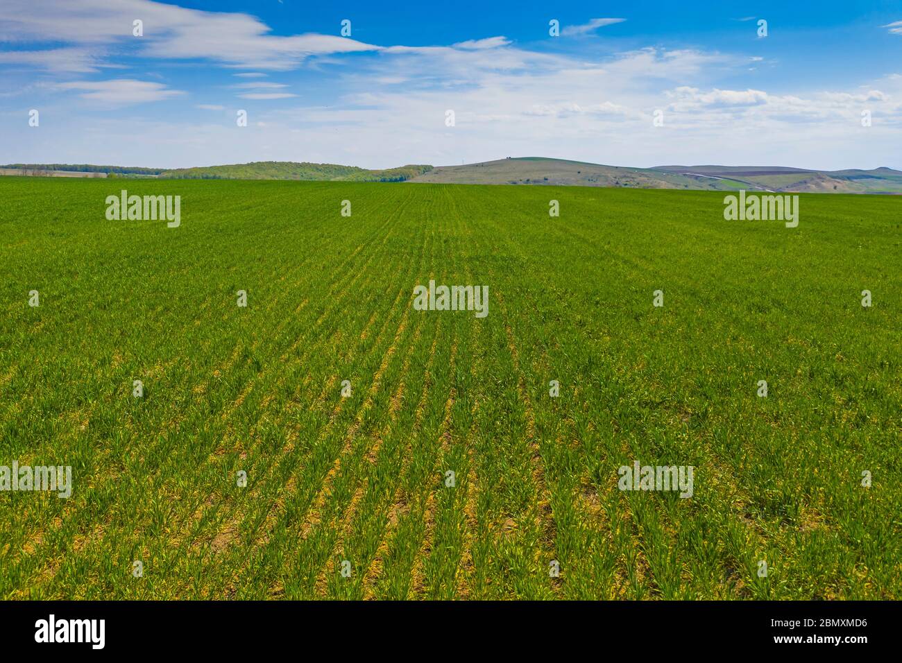 Fresh green corn field in a sunny day Stock Photo - Alamy