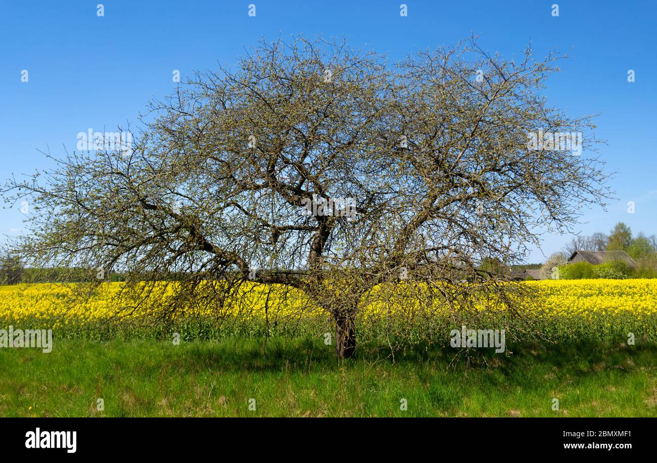 An apple tree at the beginning of flowering against Stock Photo
