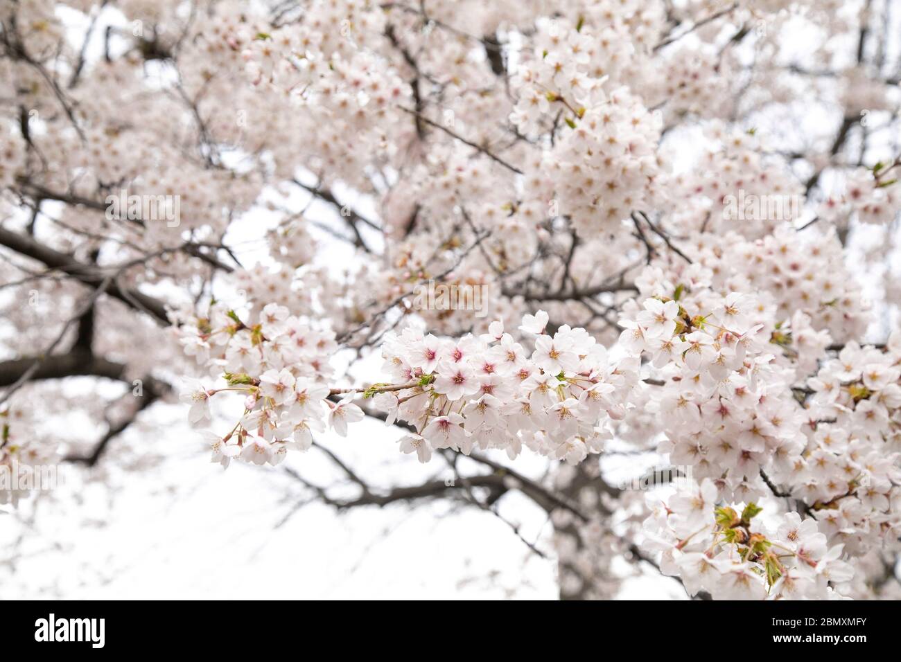 Cherry Blossom in bloom in Central Park, New York City. Stock Photo
