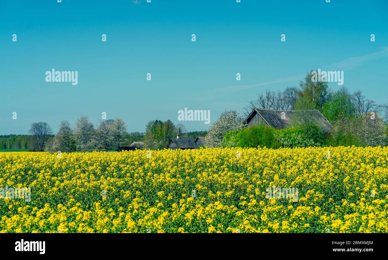 Yellow field and blue sky in summer Stock Photo