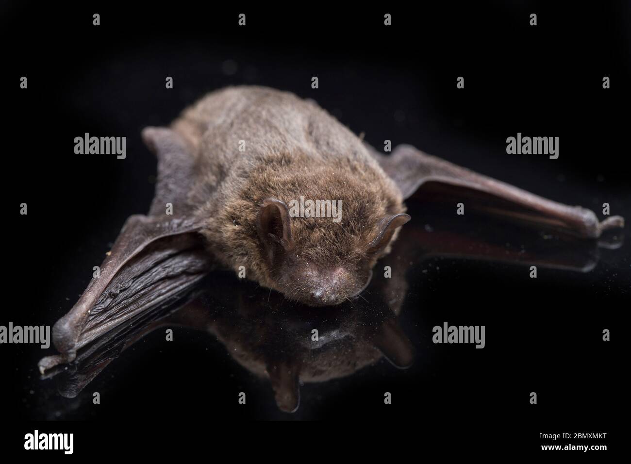 The common bent-wing bat, Schreibers' long-fingered bat, or Schreibers ...