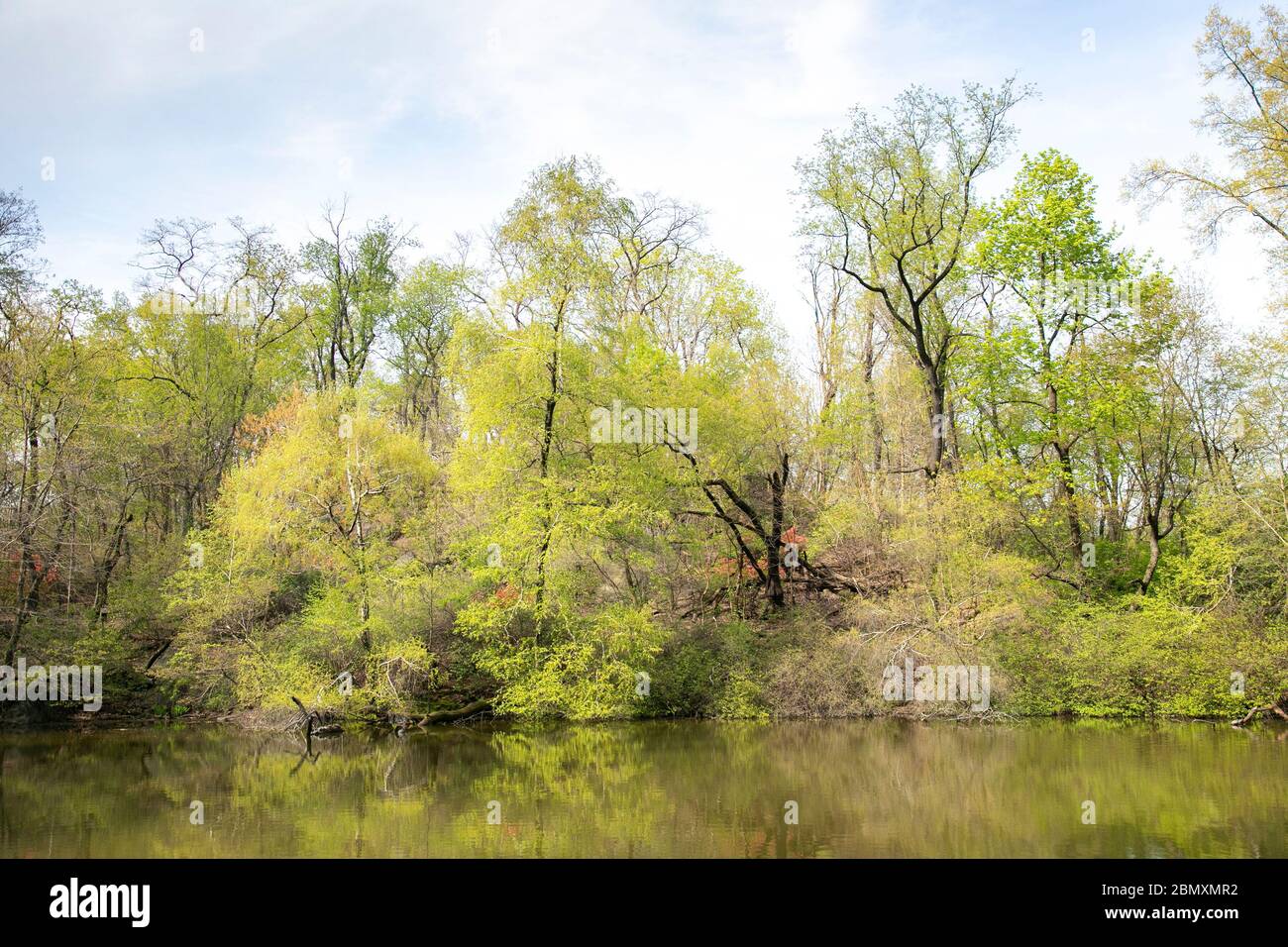 Trees along the lake in Central Park, New York City. Stock Photo