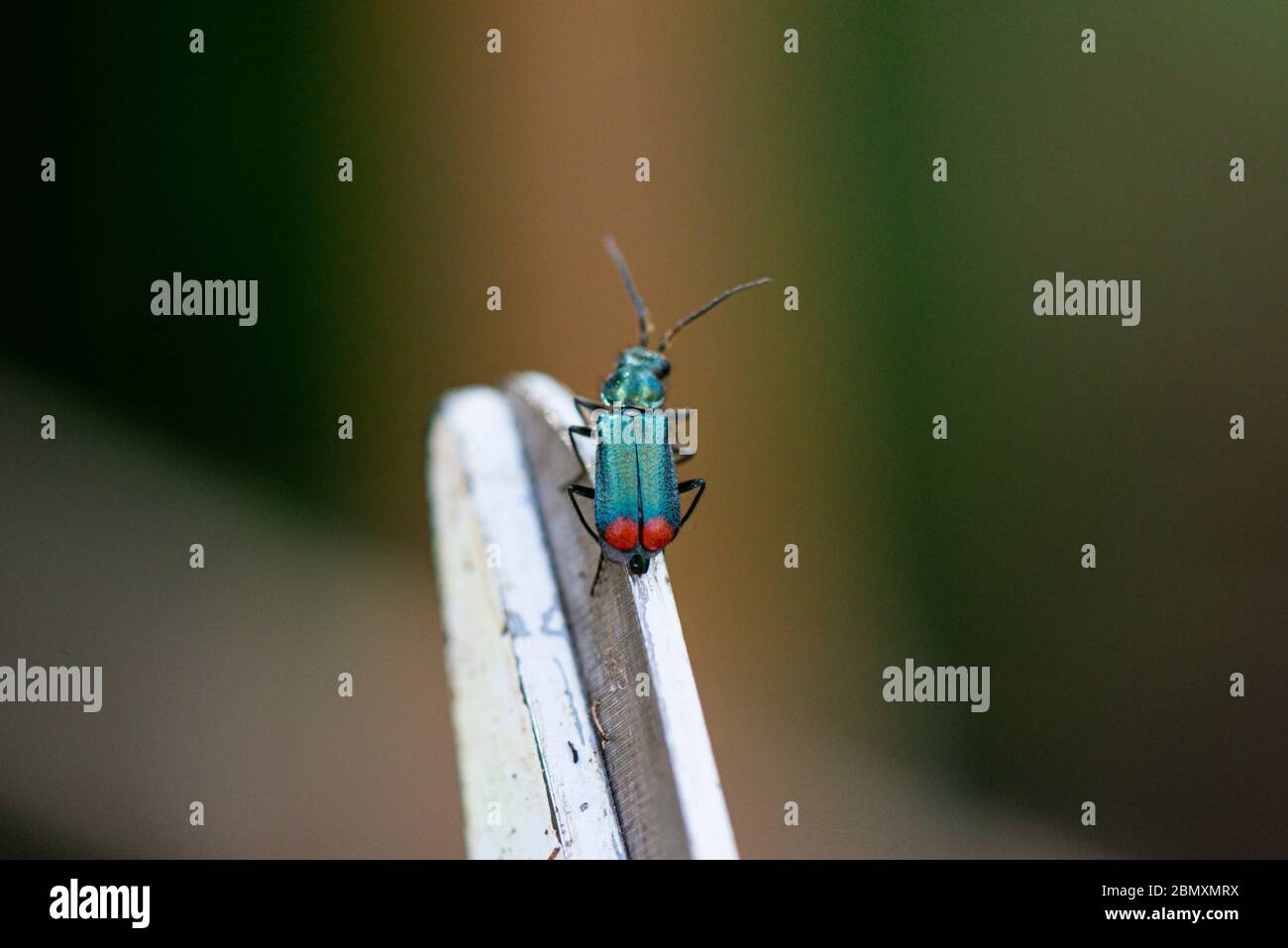 A common malachite beetle (Malachius bipustulatus) Stock Photo