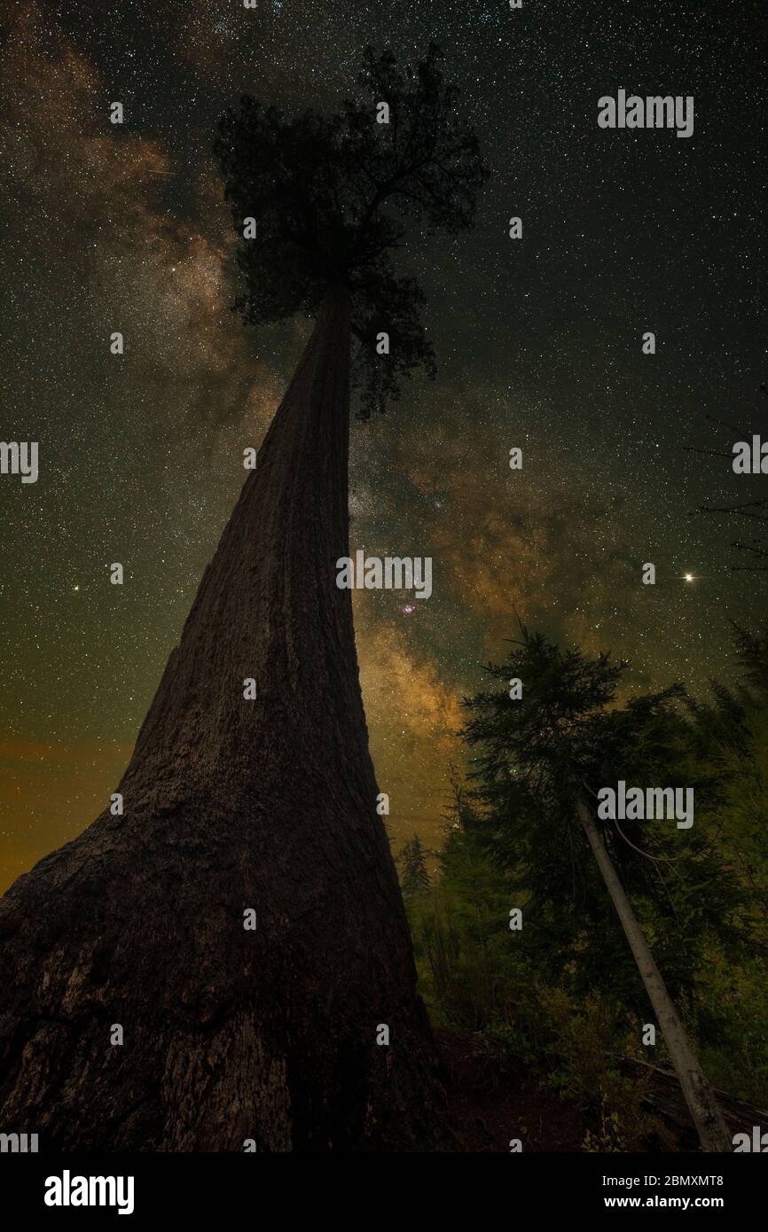 MilkyWay galaxy over Old Lonely Doug Douglas fir tree-Port Renfrew, Britisih Columbia, Canada.  Note-Composite image. Stock Photo