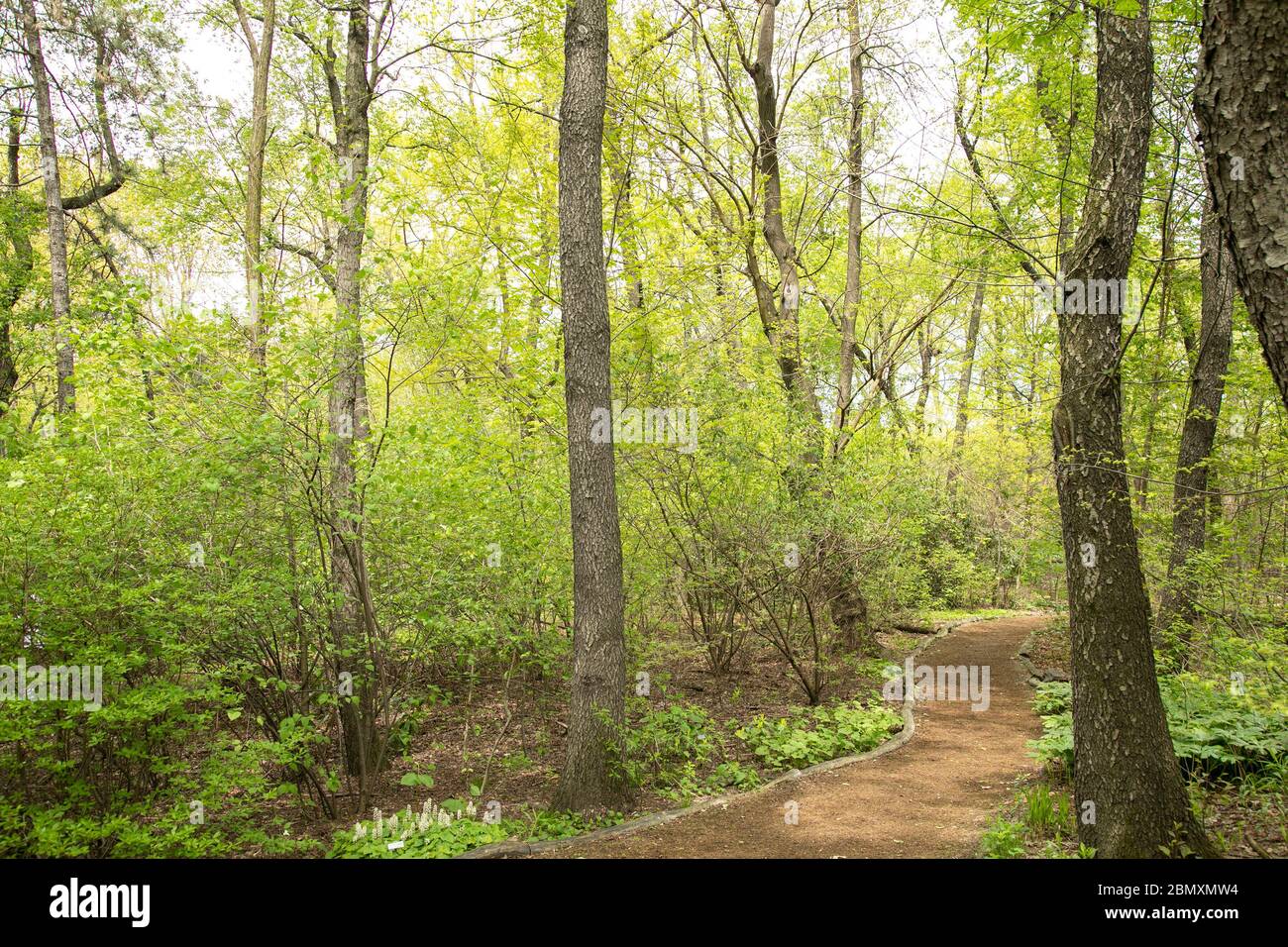 Spring in the Hallett Nature Sanctuary in Central Park, New York City. Stock Photo