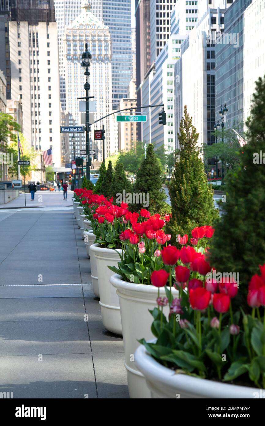 Tulips along Park Avenue, New York City. Stock Photo