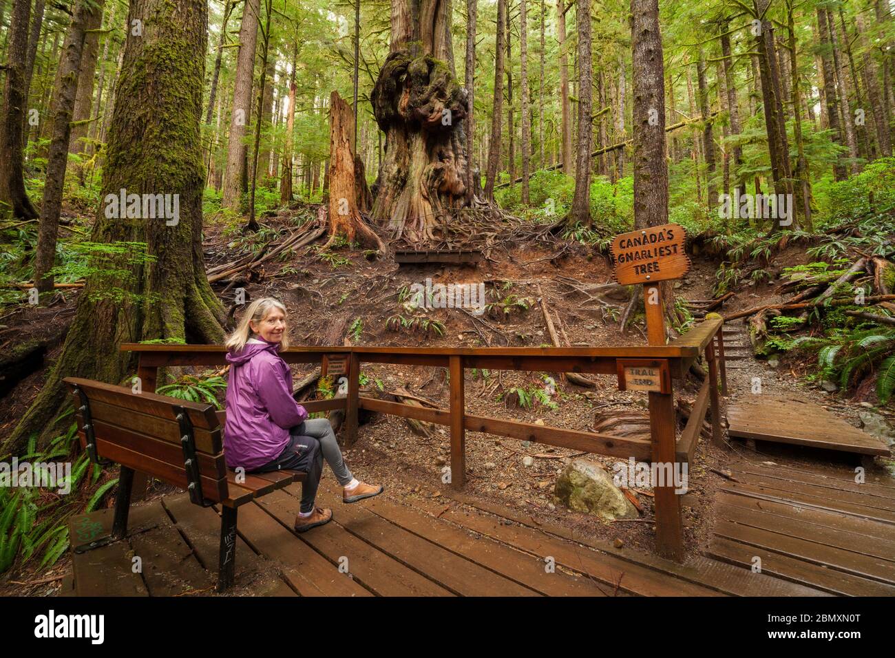 Woman on viewing platform at Canada's gnarliest tree in WestCoast rain forest at Avatar Grove-Port Renfrew, Britisih Columbia, Canada. Stock Photo