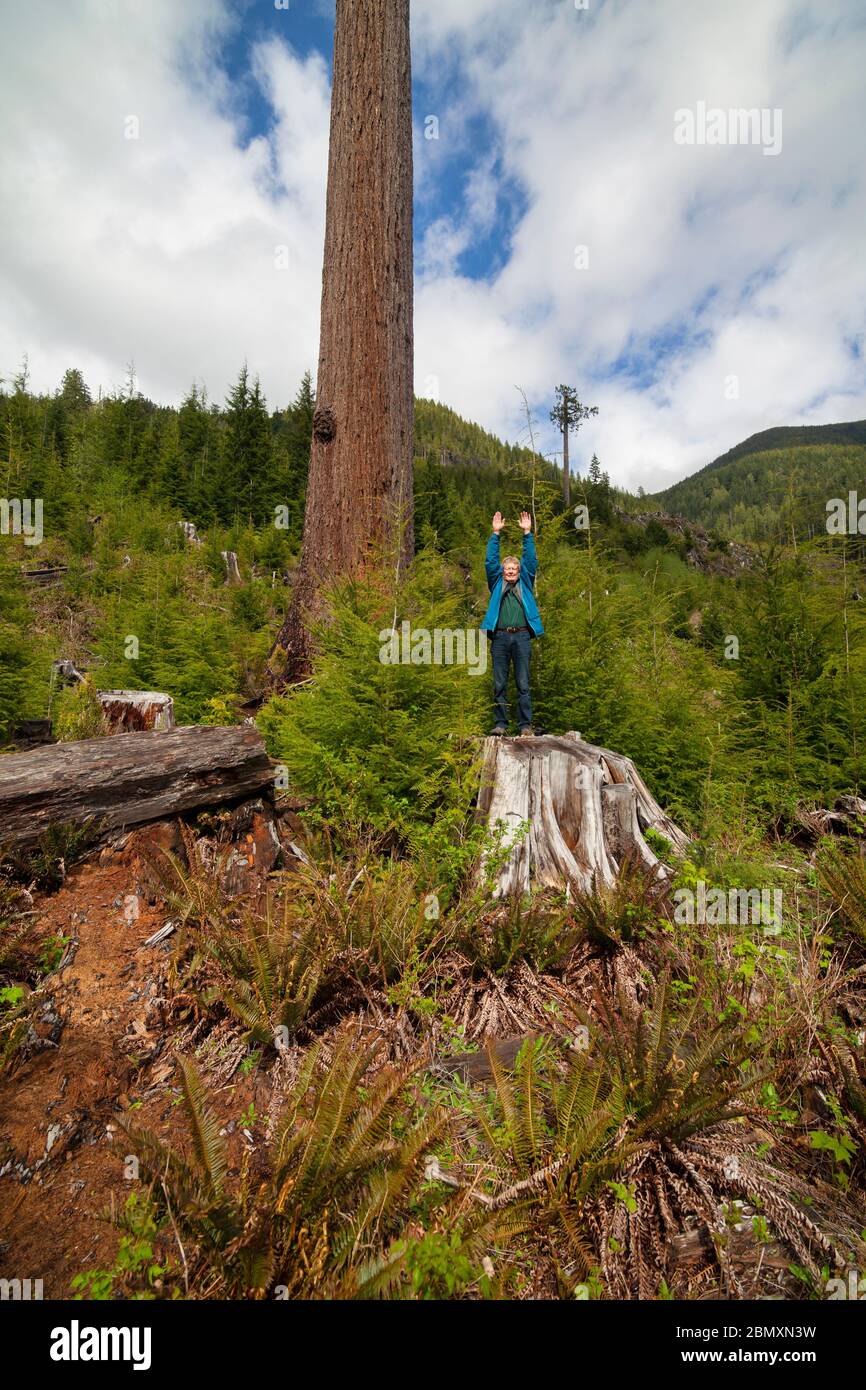 Big Lonely Doug giant Douglas fir tree-Second tallest tree in Canada-Port Renfrew, British Columbia, Canada. Stock Photo