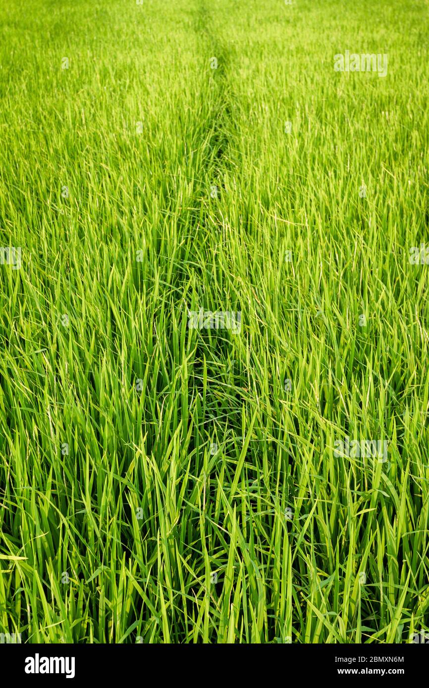 Two fields of rice crops meet and draw a natural path between them, feels like a painting Stock Photo