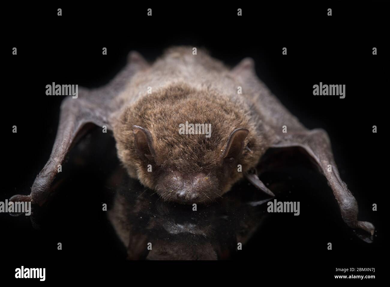 The common bent-wing bat, Schreibers' long-fingered bat, or Schreibers ...