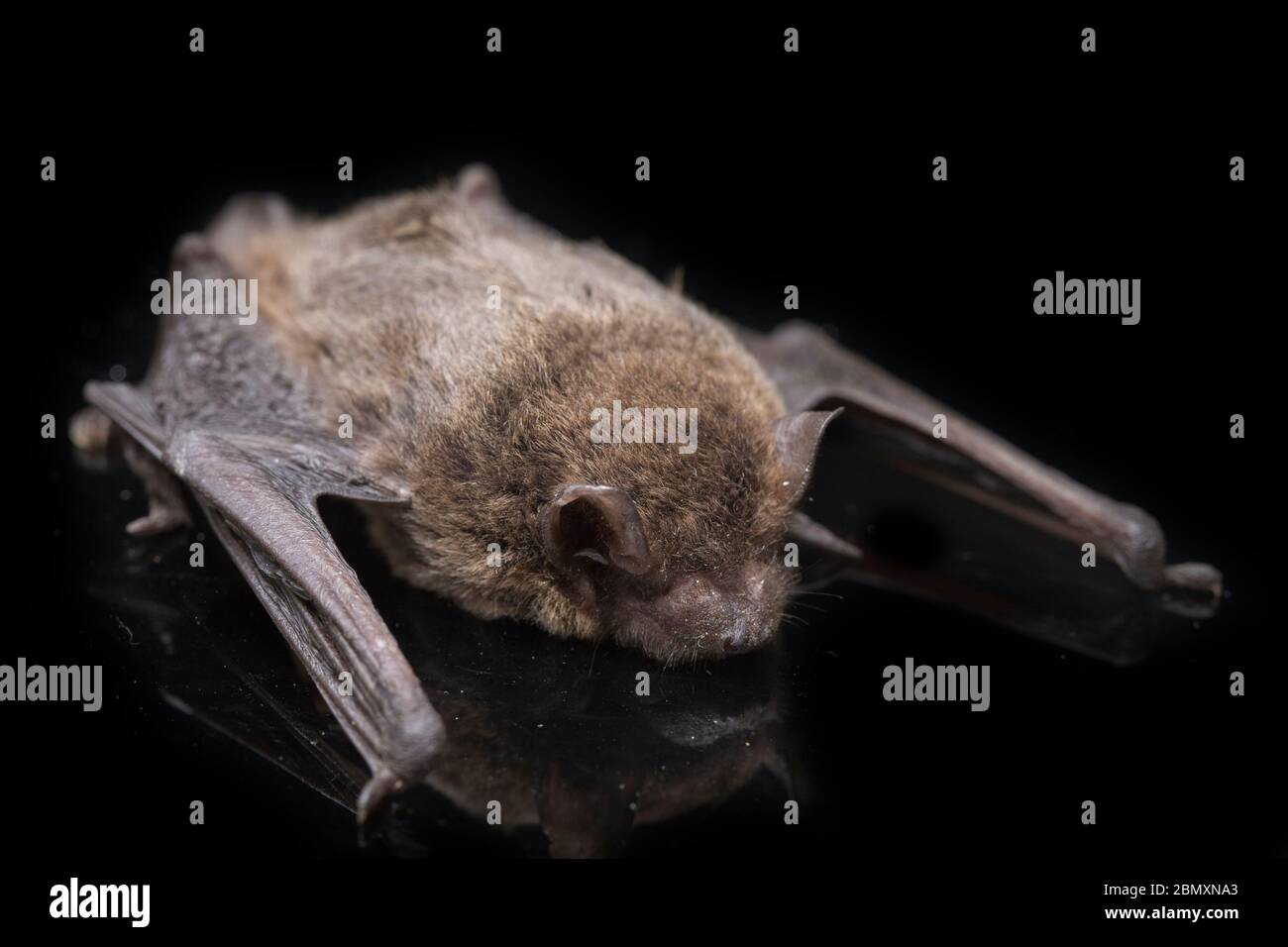 The common bent-wing bat, Schreibers' long-fingered bat, or Schreibers ...