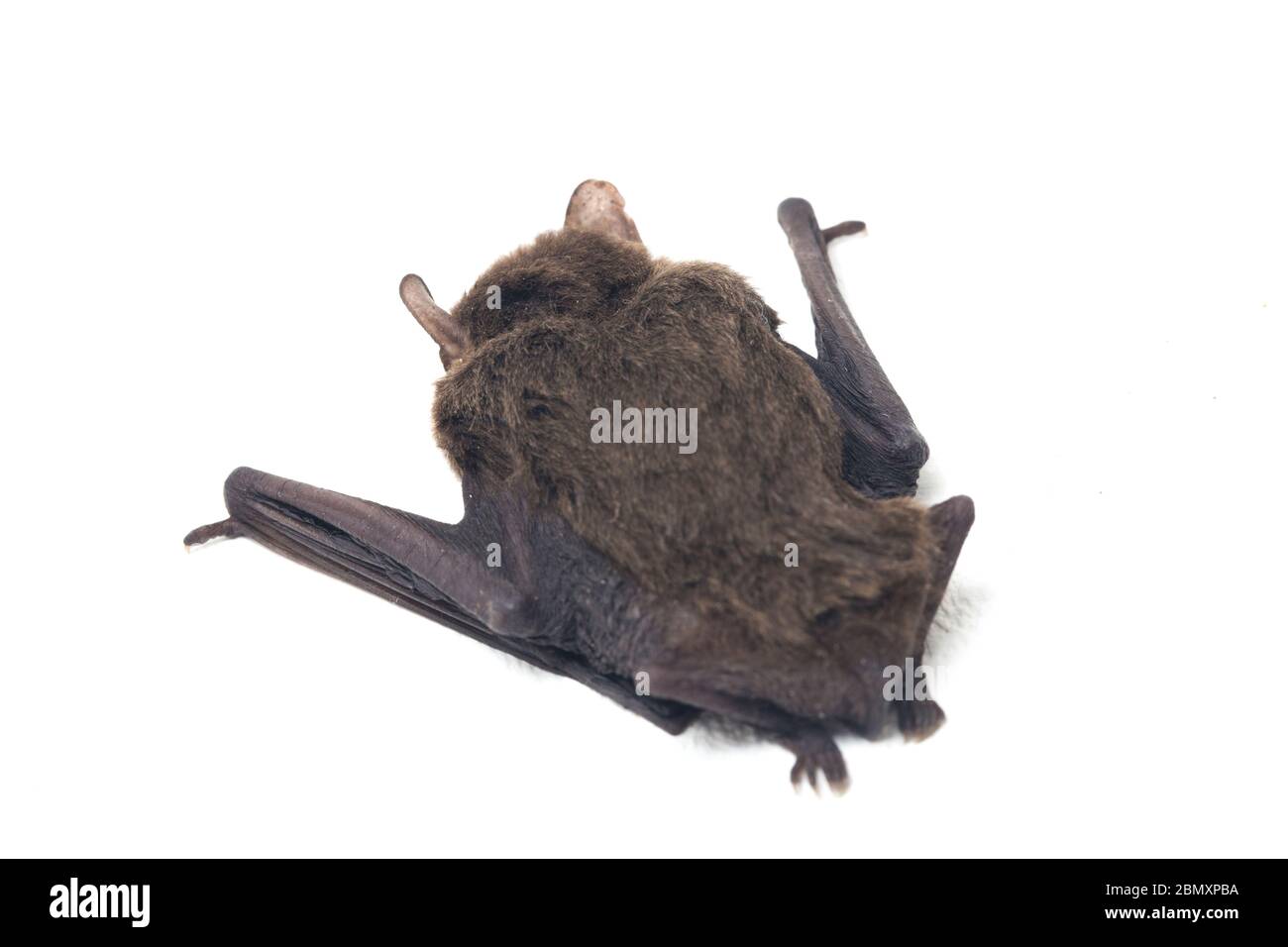 The common bentwing bat, Schreibers' longfingered bat, or Schreibers