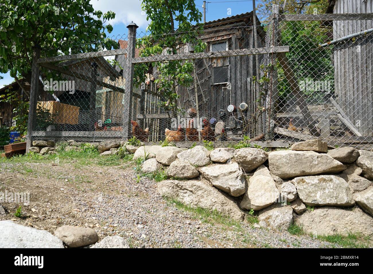 Happy chickens that are kept appropriately in the Bavarian rural area Stock Photo