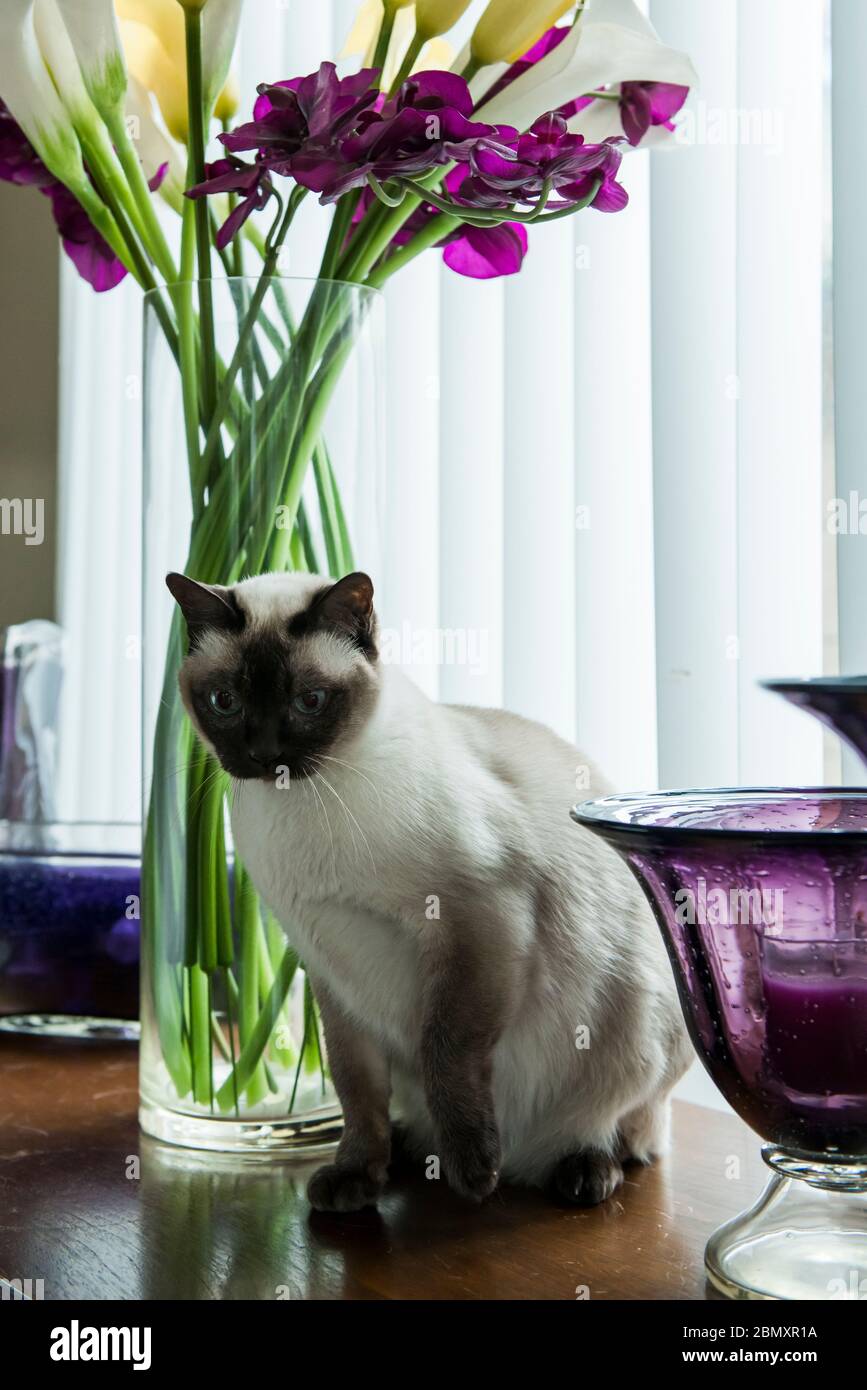 Tonkinese cat sitting next to a tall vase full of colourful flowers Stock  Photo - Alamy