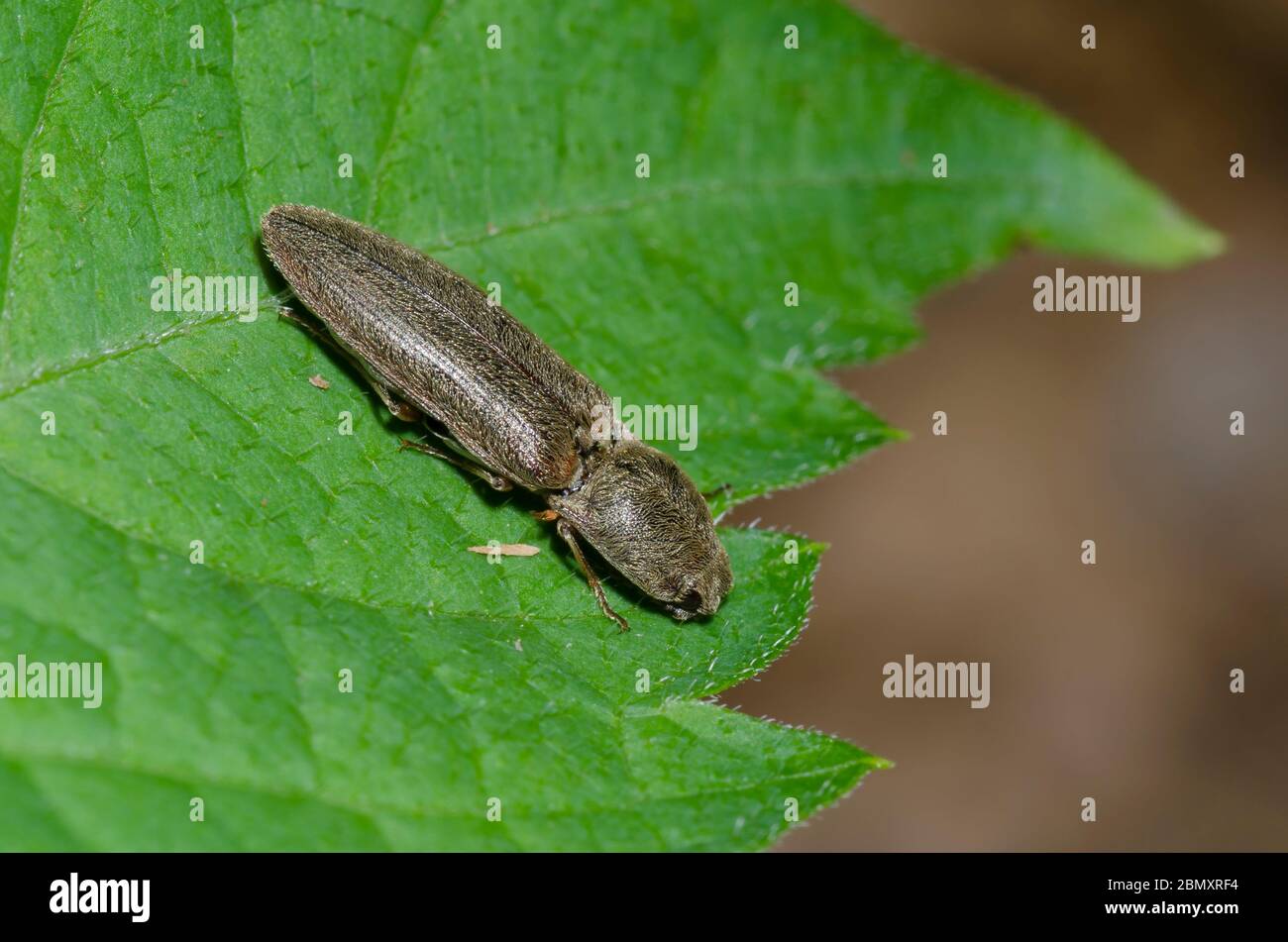 Click Beetle, Gambrinus sp. Stock Photo